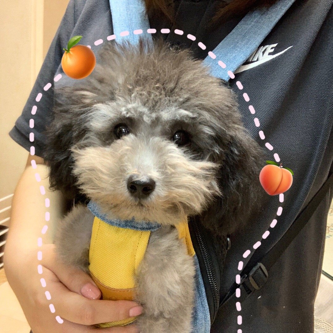 🔥BIG SALE - 45% OFF🔥🔥Pet Travel Leg-out Backpack🐶🐱