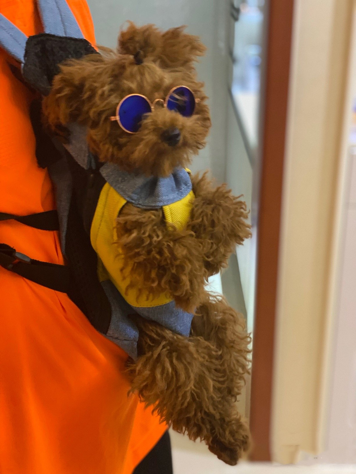 🔥BIG SALE - 45% OFF🔥🔥Pet Travel Leg-out Backpack🐶🐱